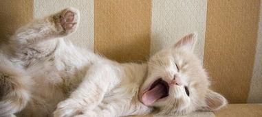 猫和老公吃大瓜视频,欢乐瞬间温馨呈现